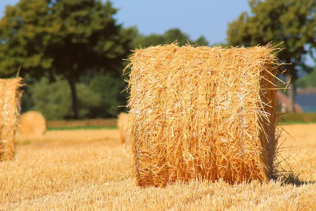 Paille en blé naturel Pack 500 Pièces 14.5 ou 20 cm