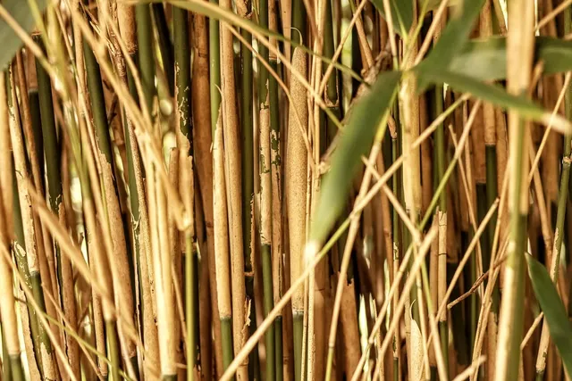Pack de 100 pcs - Paille en bamboo jaune réutilisable